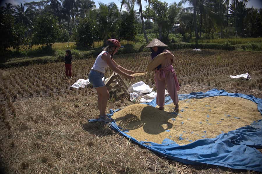 Countryside Bike Ride to Golong Village and Lingsar Temple - Rice paddies and river riding: why the views feel different after each stop