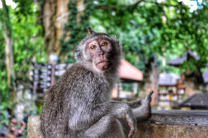 Cretya Ubud and Monkey Forest Sanctuary Tours - Price and Value: Why $71.03 Can Be a Smart Deal