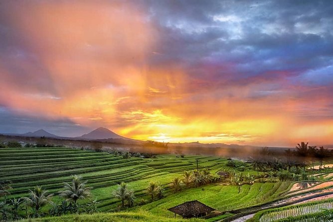 Customized Private Day Trip: Create your own tour itinerary - Tegalalang Rice Terraces: The Ticket-Free Icon (45 Minutes)