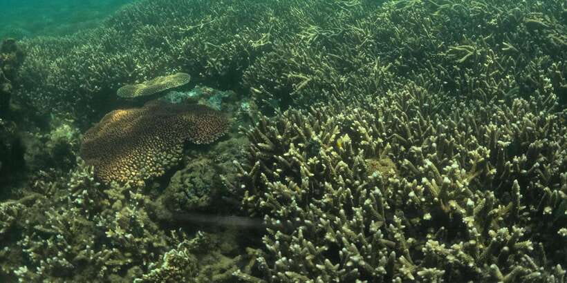 Day Trip 5 Secret Giilis in West South of Lombok - Gili Kedis (Listed as Bedis): Quiet Time to Recharge