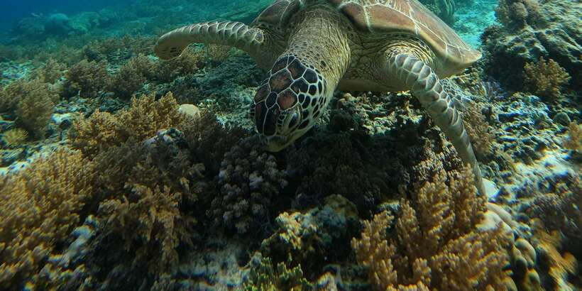 Day Trip 5 Secret Giilis in West South of Lombok - Gili Layar: Clear Water and the Fish-First Snorkel