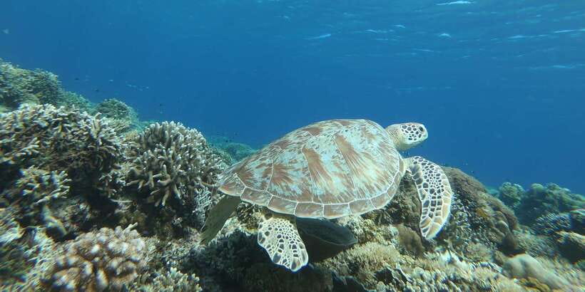 Day Trip 5 Secret Giilis in West South of Lombok - Gili Rengit: Coral Gardens and a Real Chance at Turtles