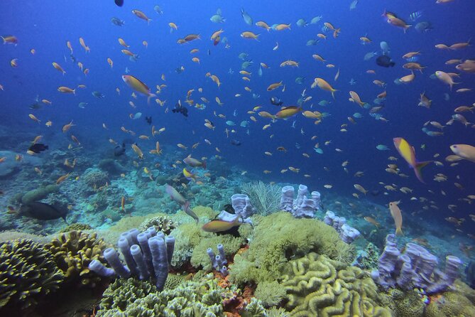 Day Trip Discover Scuba dive in Nusa Penida 2 dives (From Sanur - South Bali) - Getting there: fast boat timing and what to expect all day