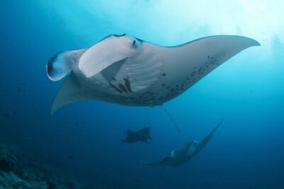 Day Trip Discover Scuba dive in Nusa Penida 2 dives (From Sanur - South Bali) - Mantas, mola molas, and what you can count on