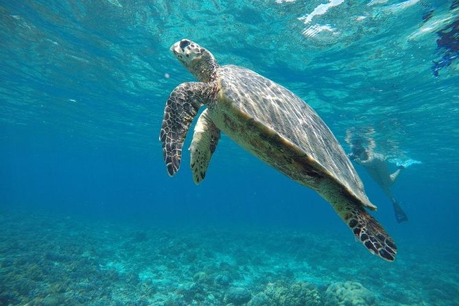 Day Trip Gili Trawangan, Gili Meno, Gili Air (Depart Lombok) - Who should book this (and who should consider alternatives)