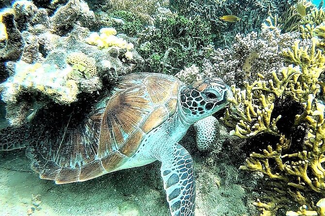 Day Trip Secret Island West Of Lombok - Stop 2: Gili Layar and the nudibranch-egg moment