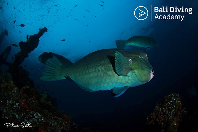 Day Trip Snorkeling in Tulamben - Explore Liberty Wreck (pick up in South Bali) - Key things that make this trip worth your attention