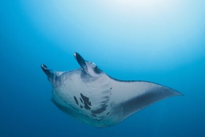 Day Trip snorkeling Nusa Penida - Manta 3 sites (from south bali) - Small-group attention: what “max 8 other travelers” changes