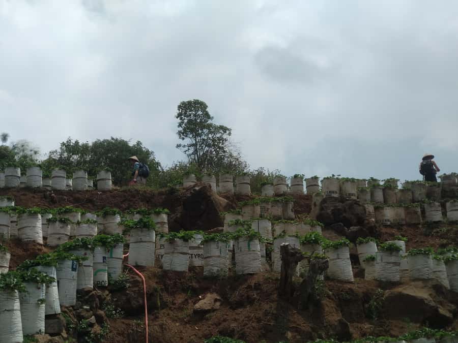 Day Trip Volcano White Crater Ciwidey Bandung - Tour Guide - Food and coffee: plan for lunch choices and a relaxing finish