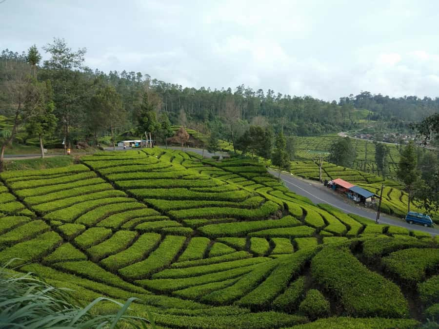 Day Trip Volcano White Crater Ciwidey Bandung - Tour Guide - Your English-speaking guide and the private rhythm