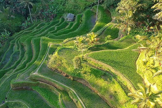 Design-Your-Own Tour: Private Customized Bali Tour - Your 8–10 hour stop menu: what each place feels like