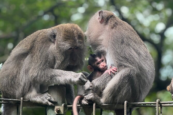 Discover Bali Best Tours: Tanah Lot, Monkey Forest, and Waterfall - A One-Day Bali Highlights Route From Kuta