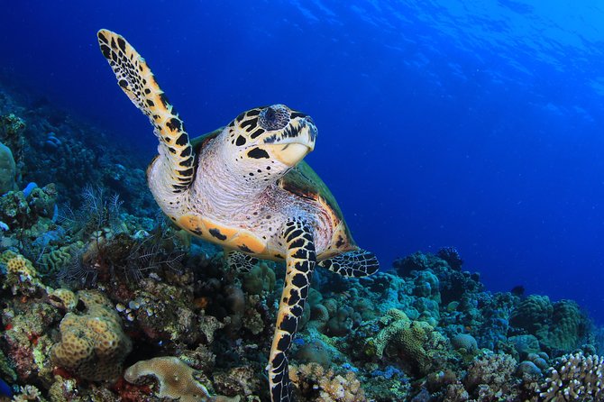 Discover Scuba Diving - Ubud to Amed: the small-group setup that keeps it stress-free
