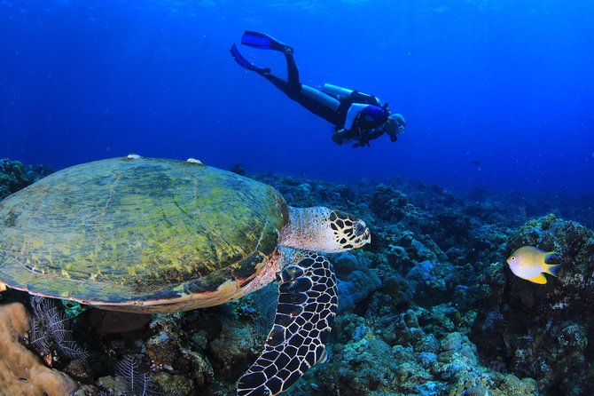 Discover Scuba Diving - What the instructor focus really means for beginners