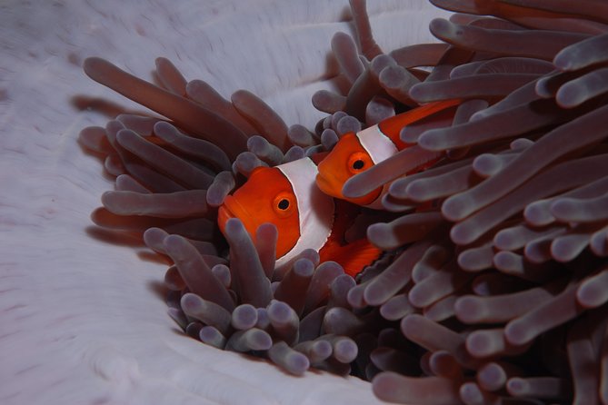 Discover Scuba Diving - Price and value: is $120.94 worth it?