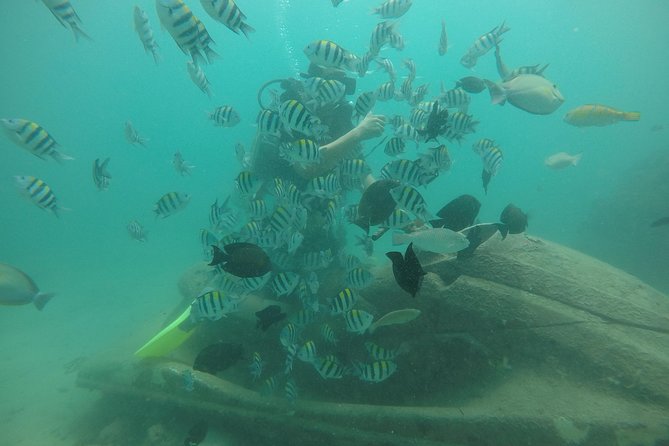 Discover Scuba Diving ( beginners) Combined With Jet Ski - What you’re likely to see near the coral