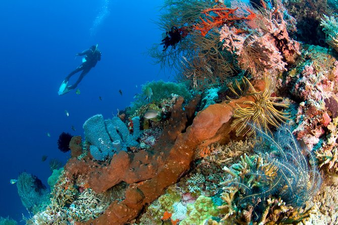 Discover Scuba Diving in Pemuteran at the Biorock site,1 shore dive all included - Why the Biorock reef in Pemuteran is such a smart place to start