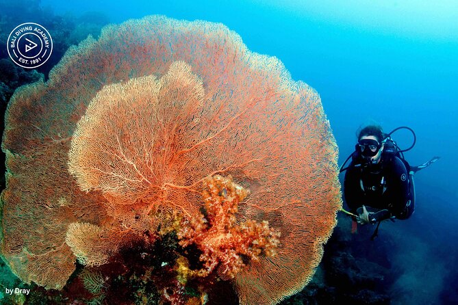 Discover Scuba Diving in Pemuteran at the Biorock site,1 shore dive all included - Stop 2: Menjangan Island—how to think about the second location
