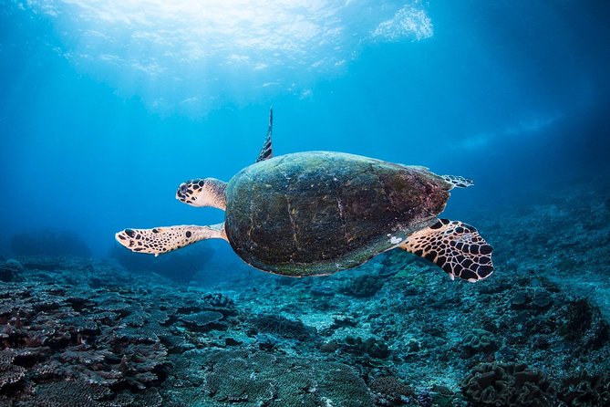 Discover Scuba Diving in Pemuteran - Diving Initiation in Bali (Menjangan Park) - Pemuteran to Menjangan: why this area is a smart first step