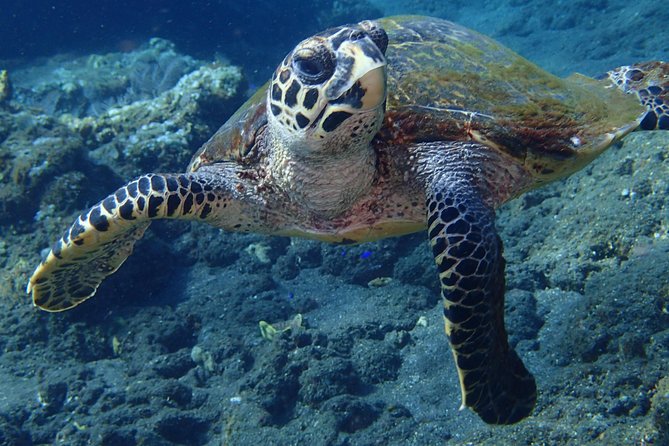 Discover Scuba Diving in Pemuteran - Diving Initiation in Bali (Menjangan Park) - Stop 2: Pantai Pemuteran shallow practice that actually builds confidence