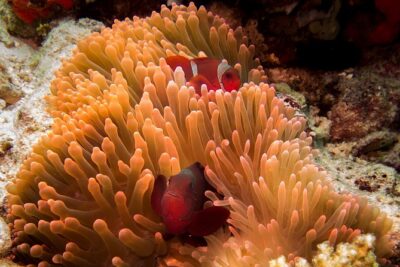 Discover Scuba Diving in Pemuteran - Diving Initiation in Bali (Menjangan Park) - Stop 1: Pemuteran gear setup and getting comfortable fast