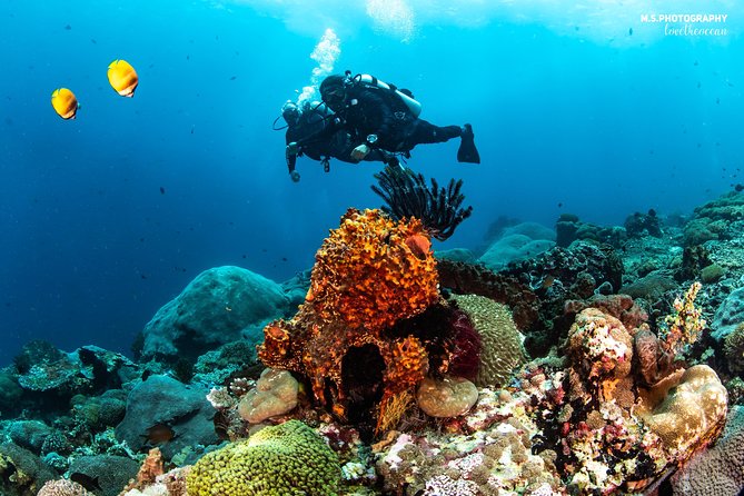 Discover Scuba Diving in Pemuteran - Diving Initiation in Bali (Menjangan Park) - Lunch on Menjangan Island: the reset that keeps the day enjoyable