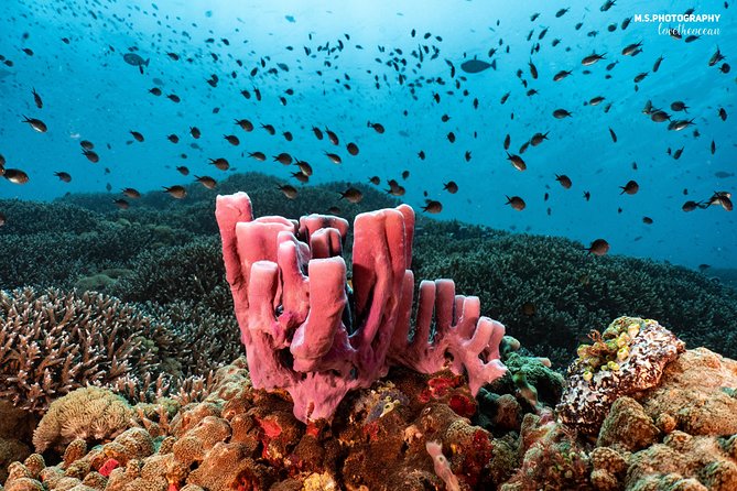 Discover Scuba Diving in Pemuteran - Diving Initiation in Bali (Menjangan Park) - What safety and attention feel like on the day