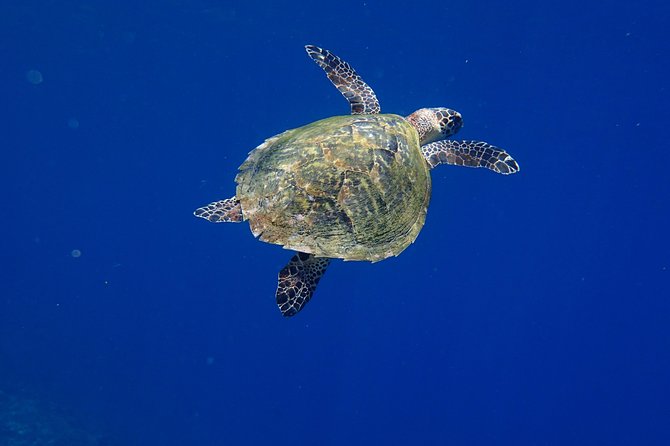 Discover Scuba Diving in Pemuteran - Diving Initiation in Bali (Menjangan Park) - Gear and comfort: what’s included, what to wear, and what to expect
