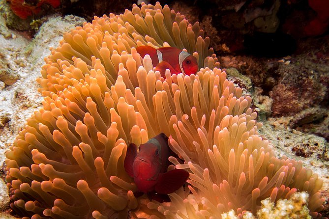 Discover Scuba Diving in Pemuteran - Diving Initiation in Bali (Menjangan Park) - Stop 1: Pemuteran gear setup and getting comfortable fast