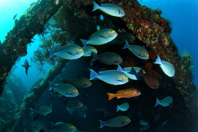 Discover Scuba Diving in Tulamben - Diving Initiation in Bali best diving sites - Tulamben’s USAT Liberty Shipwreck Setup for First-Timers