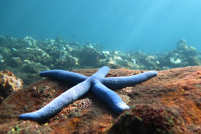 Discover Scuba Diving Tulamben Bali For Non-Certified Divers - Key highlights worth showing up for