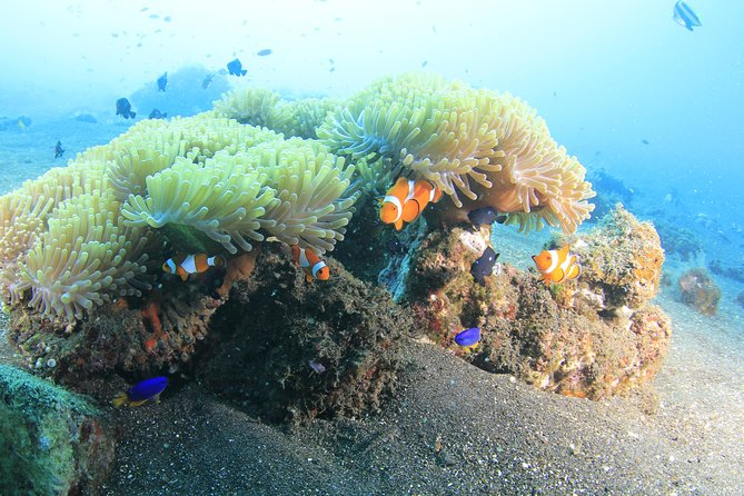 Discover Scuba Diving Tulamben Bali For Non-Certified Divers - Tulamben’s USAT Liberty wreck: why this site works for first-timers
