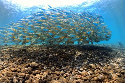 Discover Scuba Diving Tulamben Bali For Non-Certified Divers - The 11-hour day plan (and why the early start is worth it)