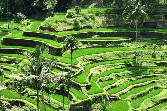 Discover the best waterfalls in Ubud and rice terraces tour - How the 8–10 hour day feels in real life