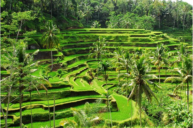 Discover Ubud: 2 Days Ubud Private Tour - Getting Around From Seminyak: Pickup, AC Comfort, and Private Time