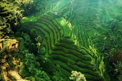 Discover Ubud: Exotism Ubud and Optional Meet the Bali Shaman - Stop 1: Tegalalang Rice Terrace and why it’s more than a photo stop