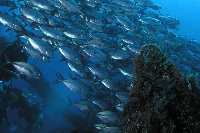 Dive at Tulamben Bali USS Liberty Ship Wreck - Price and what you actually get for $110