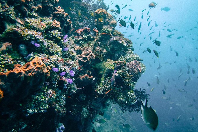 Dive at Tulamben Bali USS Liberty Ship Wreck - Should you book the Tulamben USS Liberty wreck experience?