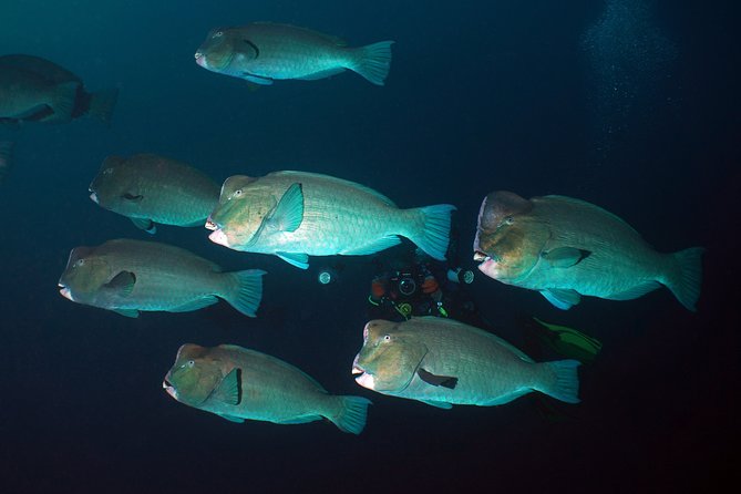 Diving at Tulamben Liberty Shipwreck 2 dives for certified divers - Key highlights worth planning for
