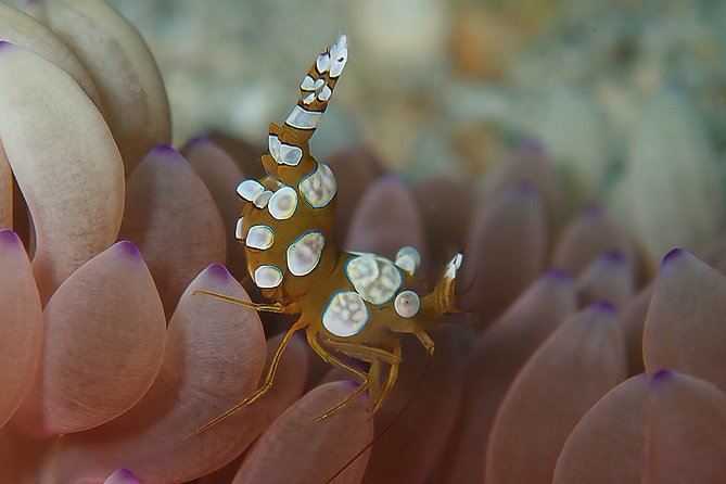 Diving at Tulamben Liberty Shipwreck 2 dives for certified divers - FAQ