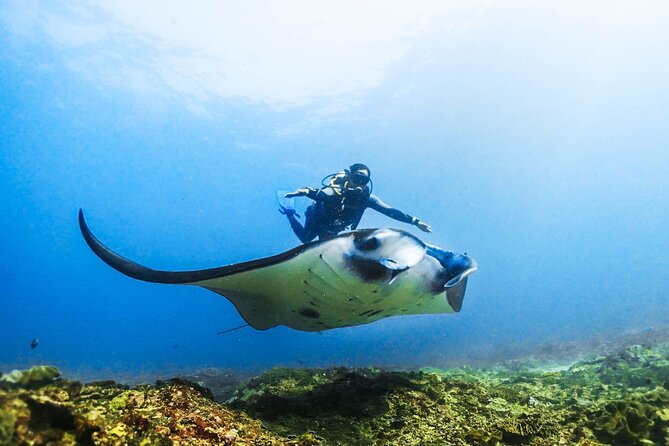 Diving in Nusa Penida - Why Nusa Penida’s Manta-Ray Area Changes the Whole Scuba Game