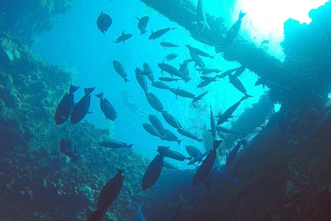 Diving in Tulamben - Key Highlights: What Makes This Tulamben Wreck Day Work