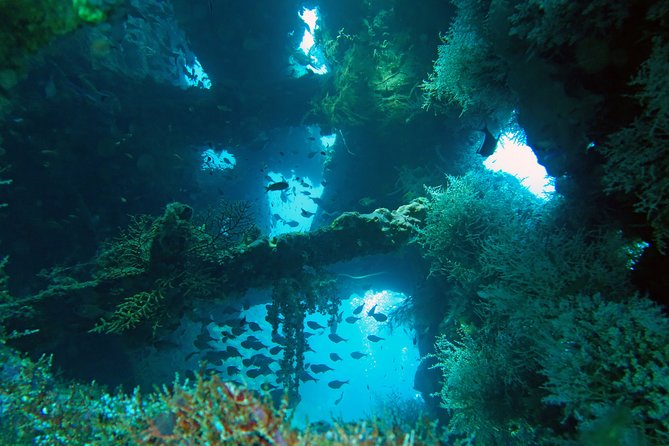 Diving in Tulamben - Afternoon session: second chance at wreck life and seabed variety