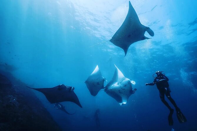 Diving with Manta Ray at Nusa Penida - Quick hits you’ll actually care about