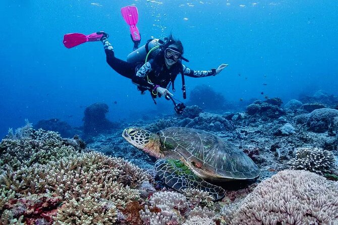 Diving with Manta Ray at Nusa Penida - Manta Point and the year-round mantas idea
