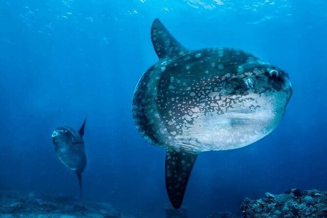 Diving with Manta Ray at Nusa Penida - Seeing more than mantas: turtles and dolphins