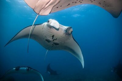 Diving with Manta Ray at Nusa Penida - Pickup at Banjar Nyuh Port: close or pay extra