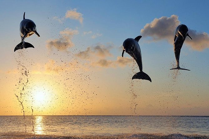 Dolphin Tour and Sunrise Watching in Lovina Beach - All Inclusive - Lovina at sunrise: the part you’ll remember