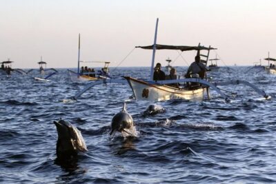 Dolphin Tour and Sunrise Watching in Lovina Beach - All Inclusive - Price and logistics: where $79.99 turns into value