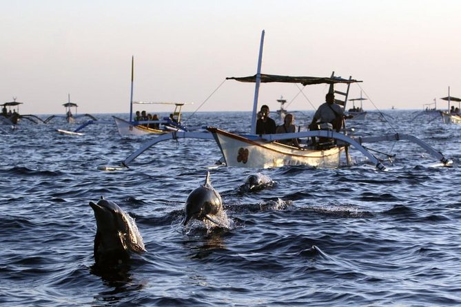 Dolphin Tour and Sunrise Watching in Lovina Beach - All Inclusive - Price and logistics: where $79.99 turns into value